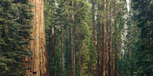 Sequoia India and Southeast Asia Raises $2.85 Billion in New Funds